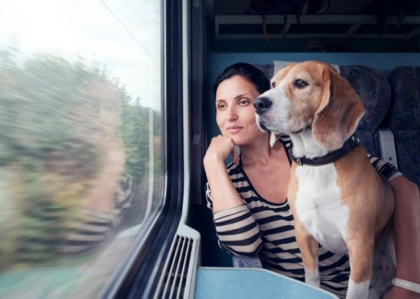 Правила перевозки животных в поездах по России и за границу